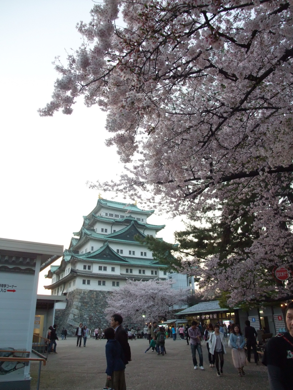【日本旅行】名古屋城觀光～賞櫻、夏季、冬季不同之美 @MY TRIP ‧ MY LIFE