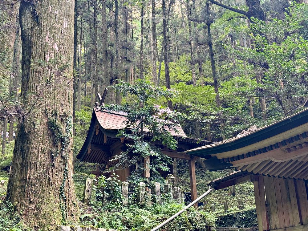 熊本阿蘇 &#8211; 上色見熊野座神社（位於森林中的神秘神社） @MY TRIP ‧ MY LIFE