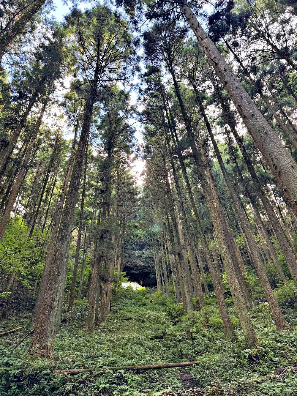 熊本阿蘇 &#8211; 上色見熊野座神社（位於森林中的神秘神社） @MY TRIP ‧ MY LIFE